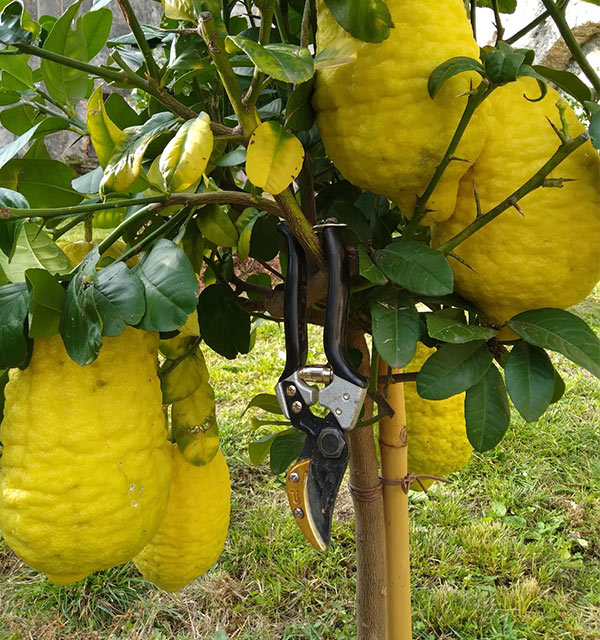 https://consorziolimonaiedelgarda.it/wp-content/uploads/2024/01/card-limoni-cesoie.jpg