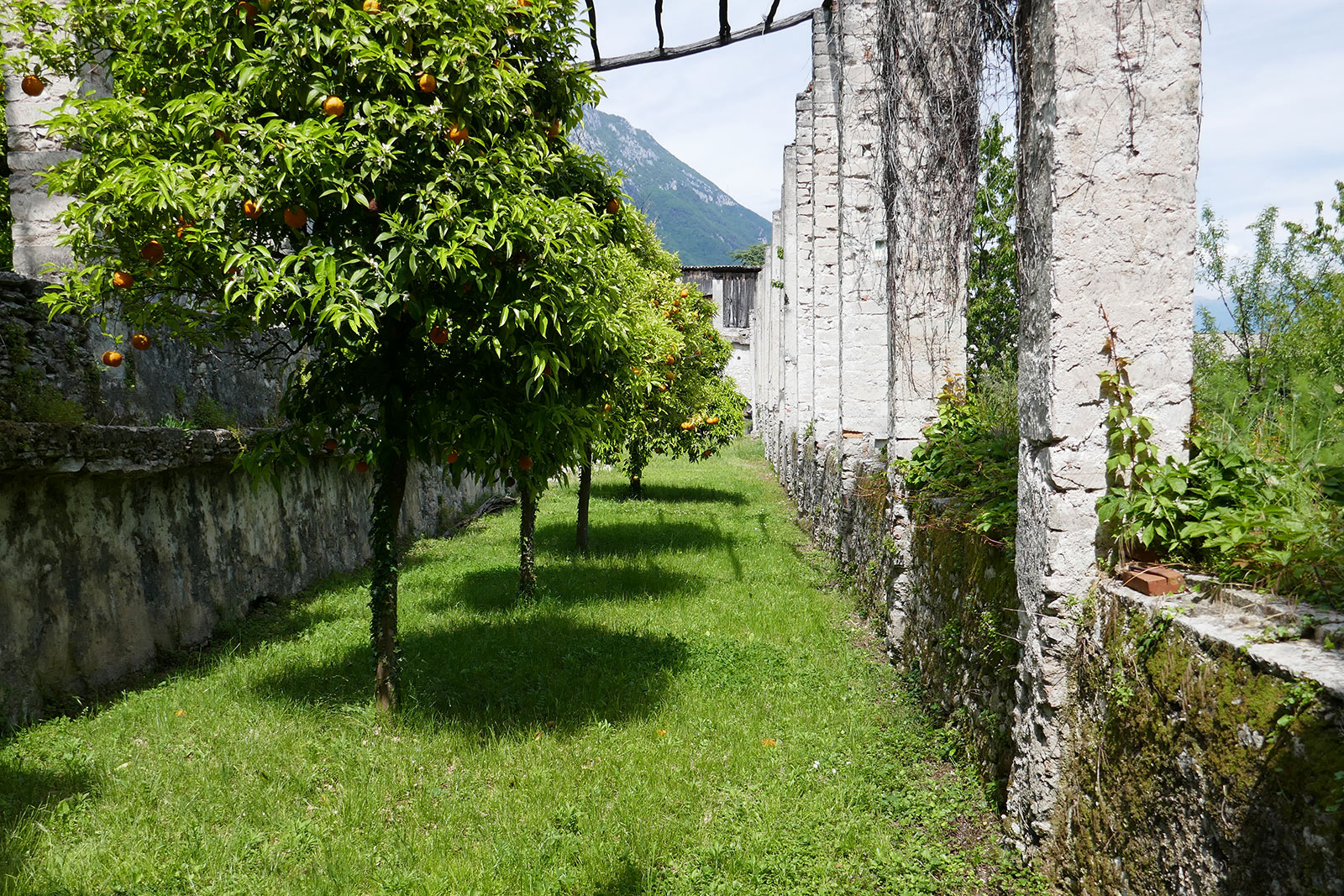 limonaia-01 https://consorziolimonaiedelgarda.it/wp-content/uploads/2024/01/limonaia-01.jpg